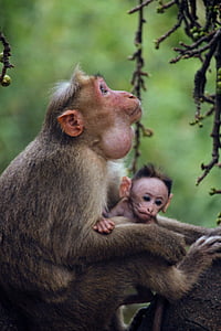 selective focus photography of monkey and baby monkey in forest thumbnail