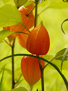 Lampionblume, Physalis Alkekengi thumbnail