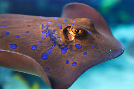shallow focus photo of gray and blue manta ray thumbnail