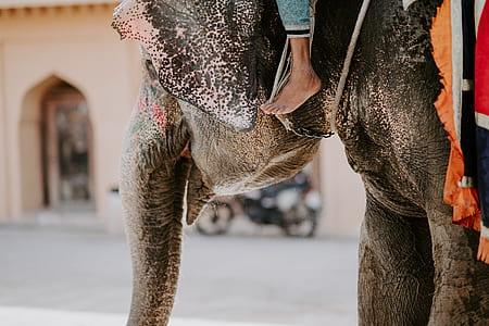 person ride's on elephant thumbnail
