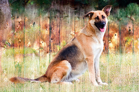 German shepherd dog thumbnail