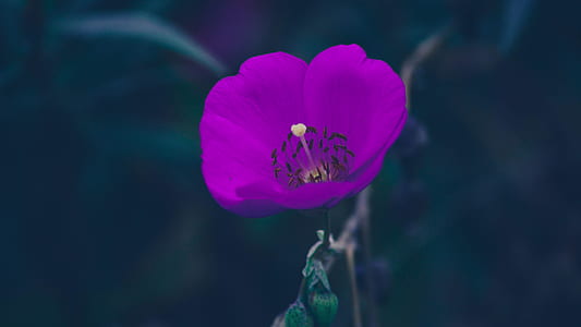 shallow focus photography of purple flower thumbnail