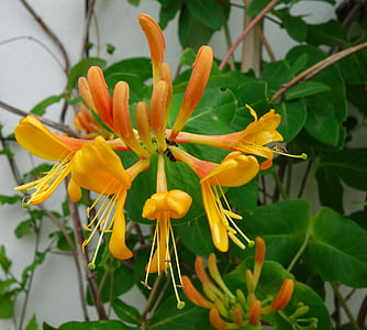close up photography of yellow honeysuckle flower thumbnail