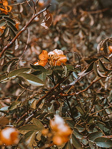 brown petaled flowers thumbnail