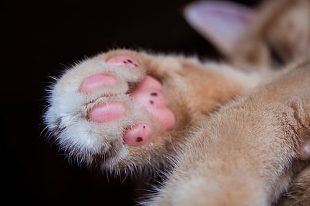 close-up photo of orange cat paw thumbnail