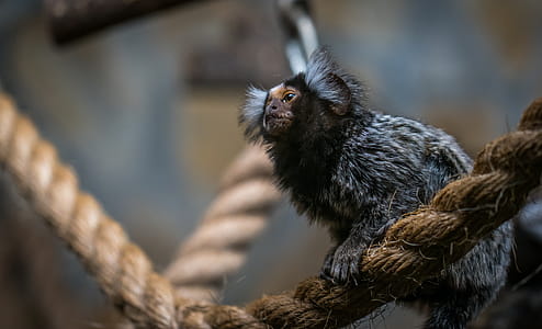Shallow Focus Photography of Brown and Gray Bat thumbnail