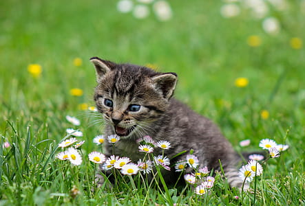 gray tabby kitten on top of green grass lawn thumbnail