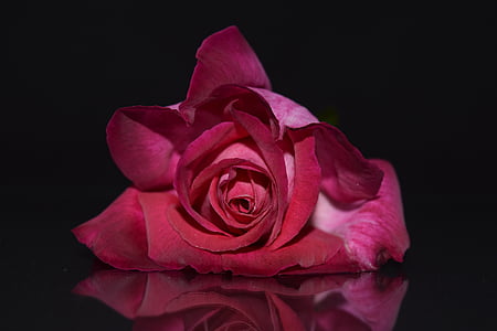 red rose flower thumbnail