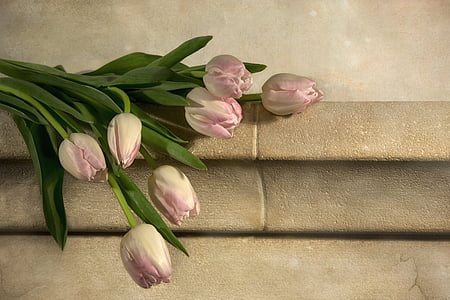 pink tulips on grey concrete thumbnail