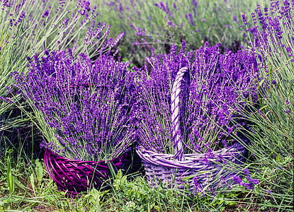 lavender on baskets thumbnail