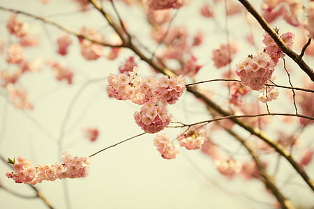 shallow focus photo of pink flowers thumbnail