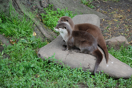 two brown otters standing on gray tree trunk thumbnail