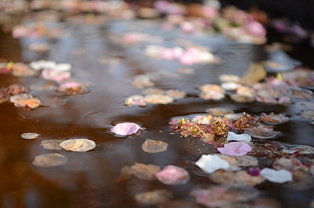 flowers floating on body of water thumbnail