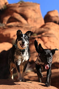 two large short-coated black and white dog standing on rocks thumbnail