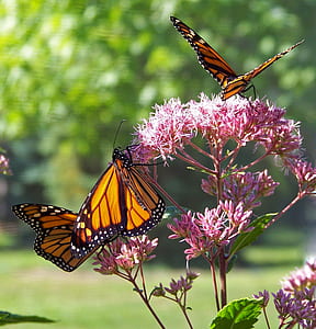 three orange-and-black butterflies on pink ixora flower during daytime selective focus photography thumbnail