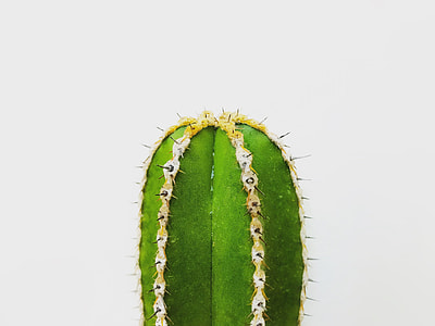 shallow focus photography of green cactus thumbnail