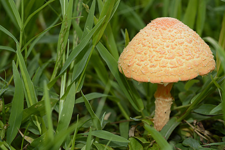 Nature Photography, Macro Photography thumbnail