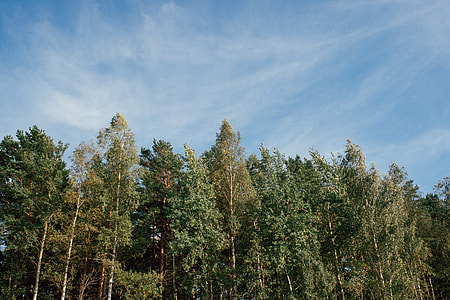 In the forest thumbnail