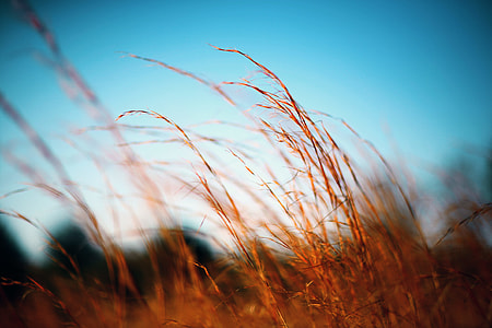 selective focus photo of wheath thumbnail