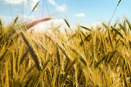 dried wheat photo under white and blue clouds at daytime thumbnail