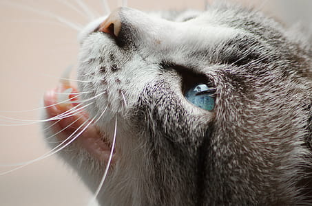Close Photo of Gray and White Cat thumbnail