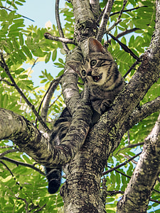 brown tabby kitten on top of brown tree trunk thumbnail