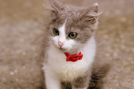 gray and white kitten with red collar thumbnail