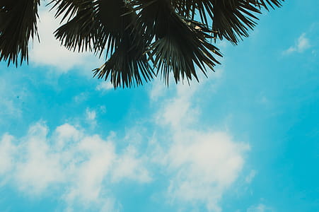 Coconut Tree Under Blue Sky thumbnail