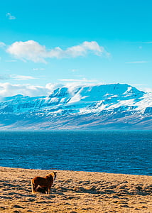 horse standing near ocean thumbnail