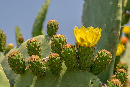 closeup photo of green cacti plant thumbnail
