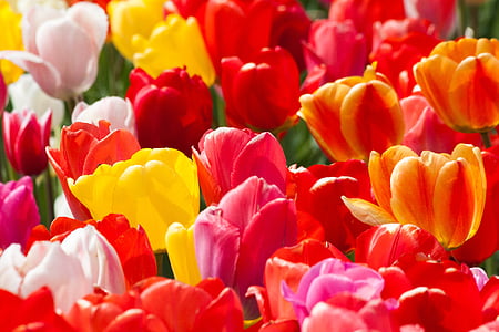 close-up photo of assorted-color tulip flowers thumbnail