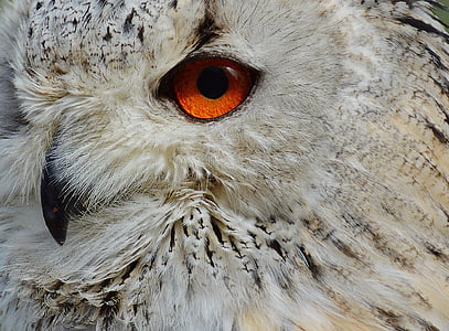 closeup photo of owl thumbnail