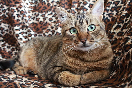 orange and grey tabby cat thumbnail