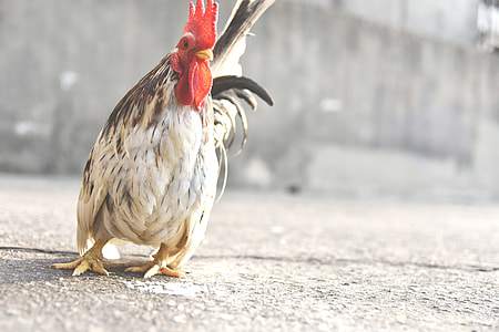 white rooster thumbnail
