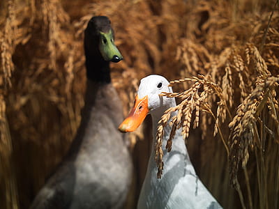 selective focus photography of two ducks thumbnail