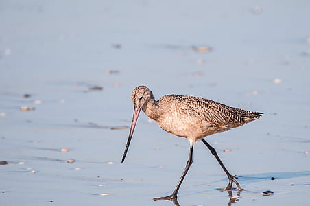 brown and black bird at shore thumbnail