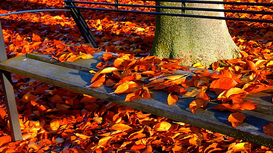 photography of autumn leaves thumbnail