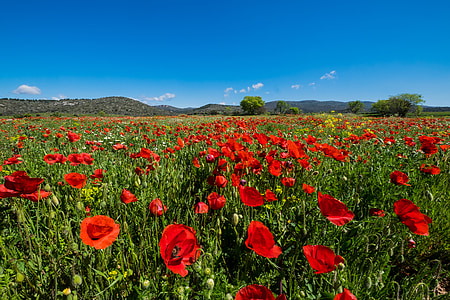 red poppy field under clear blue sky thumbnail
