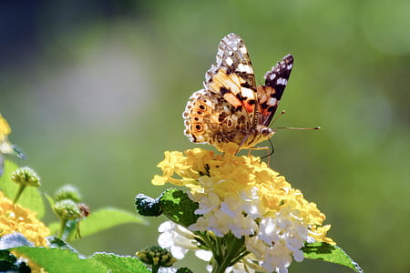 close up photography of painted lady butterfly on yellow and white cluster flower thumbnail