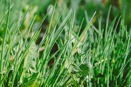 green grass thumbnail