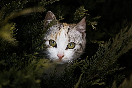 black and white tabby cat thumbnail