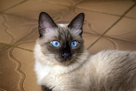 white and black Himalayan cat thumbnail