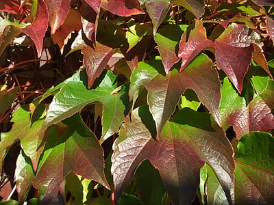 closeup photo of brown-and-green leaf plant thumbnail