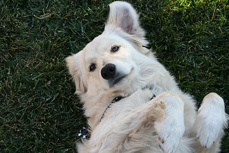 cream golden retriever lying on green grass thumbnail