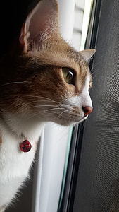Stripes Salit, The Cat Name Breads thumbnail