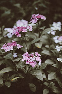 pink petal flowers thumbnail
