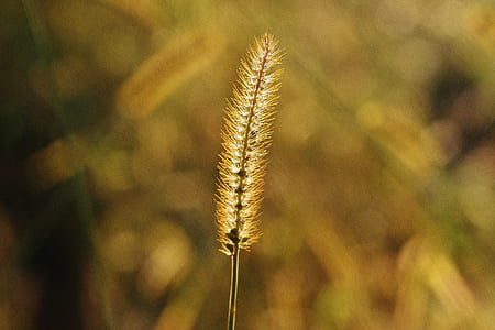 dawn, summer, sun, grass thumbnail