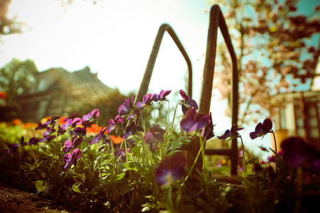 Violet Flowers from Below thumbnail
