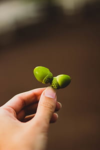 hand, colors, growth, acorns thumbnail