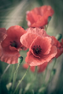 pink petaled flowers thumbnail